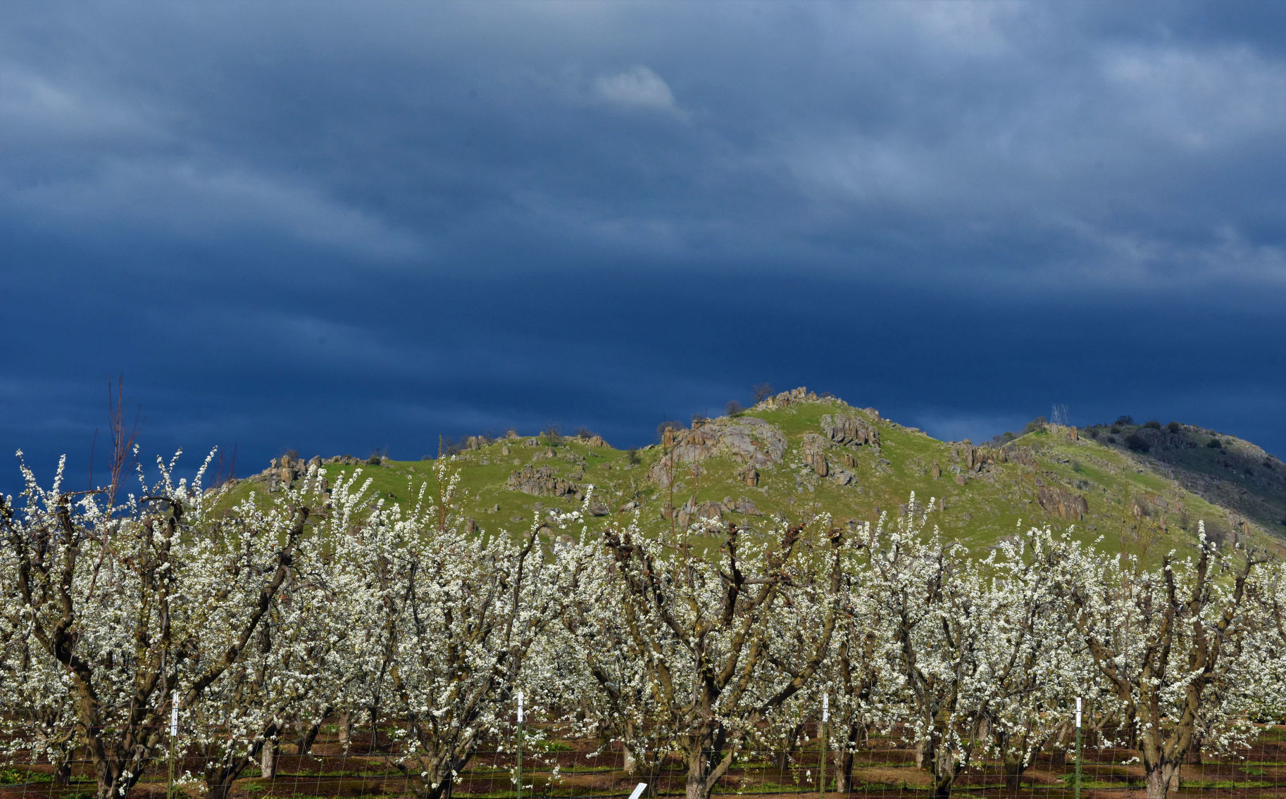fruit tree blossoms.jpg